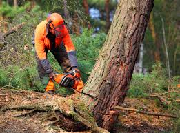 Best Leaf Removal  in Fountainebleau, FL